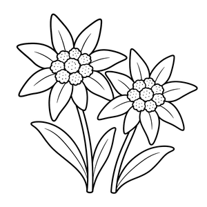Edelweiss Flowers colouring page